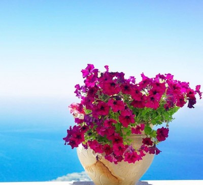 Petunia Pink Dream